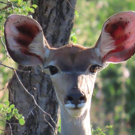 Naledi Lodges Balule Wildreservaat Buitenkant foto