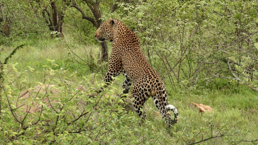 Naledi Lodges Balule Wildreservaat Buitenkant foto