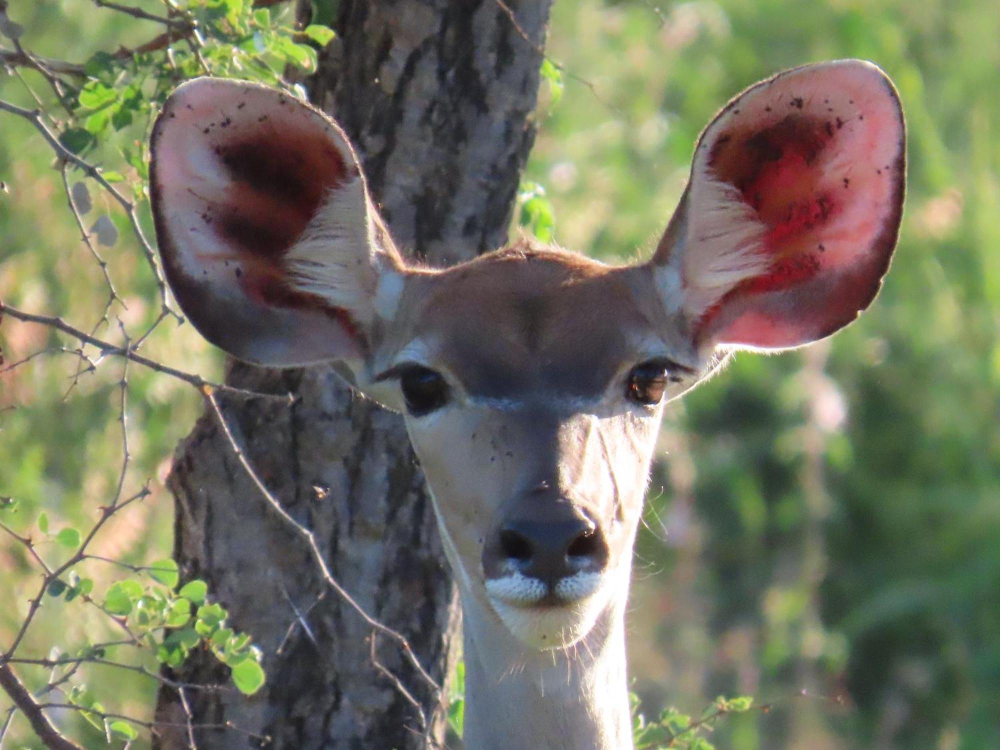 Naledi Lodges Balule Wildreservaat Buitenkant foto