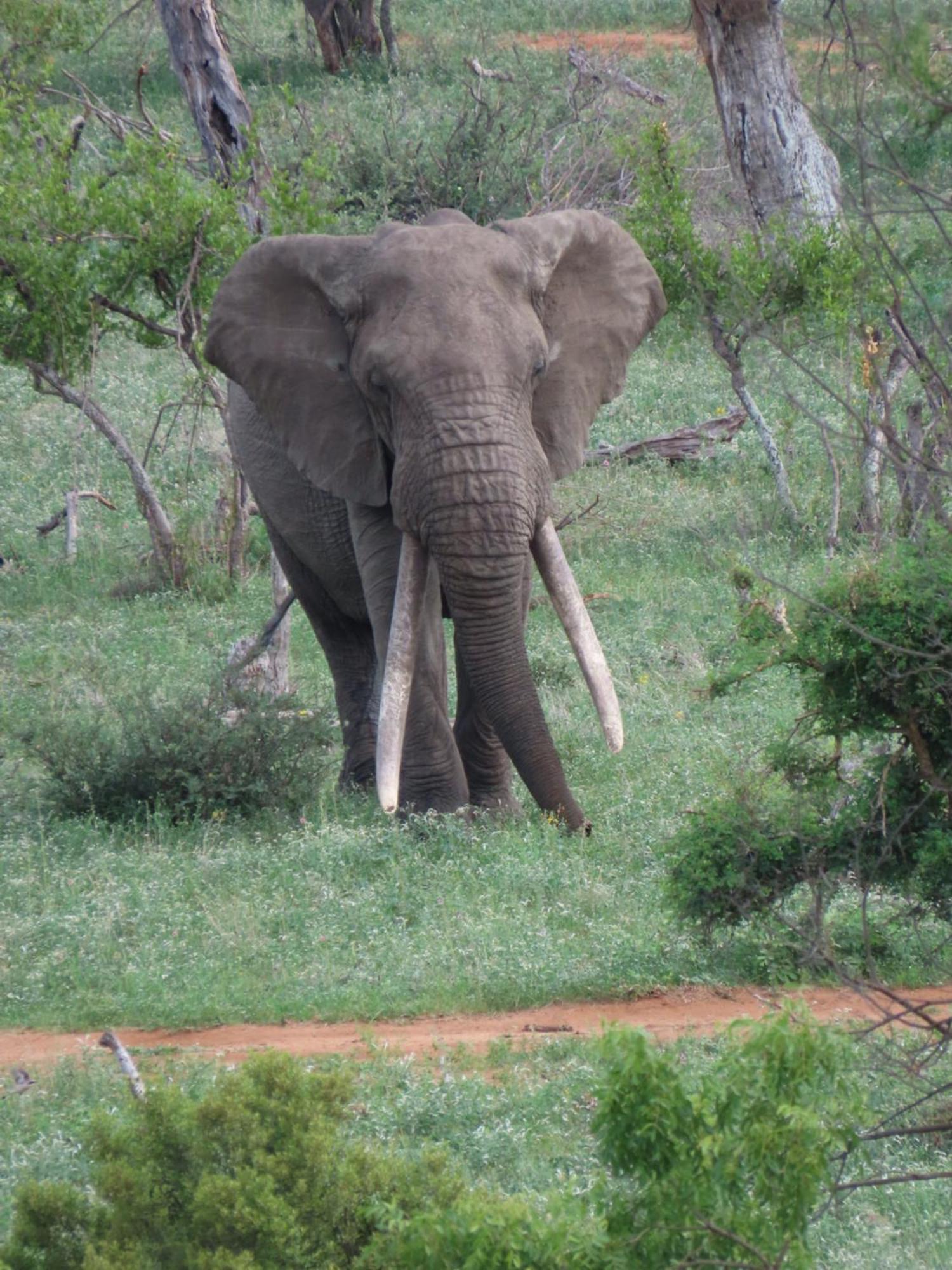 Naledi Lodges Balule Wildreservaat Buitenkant foto