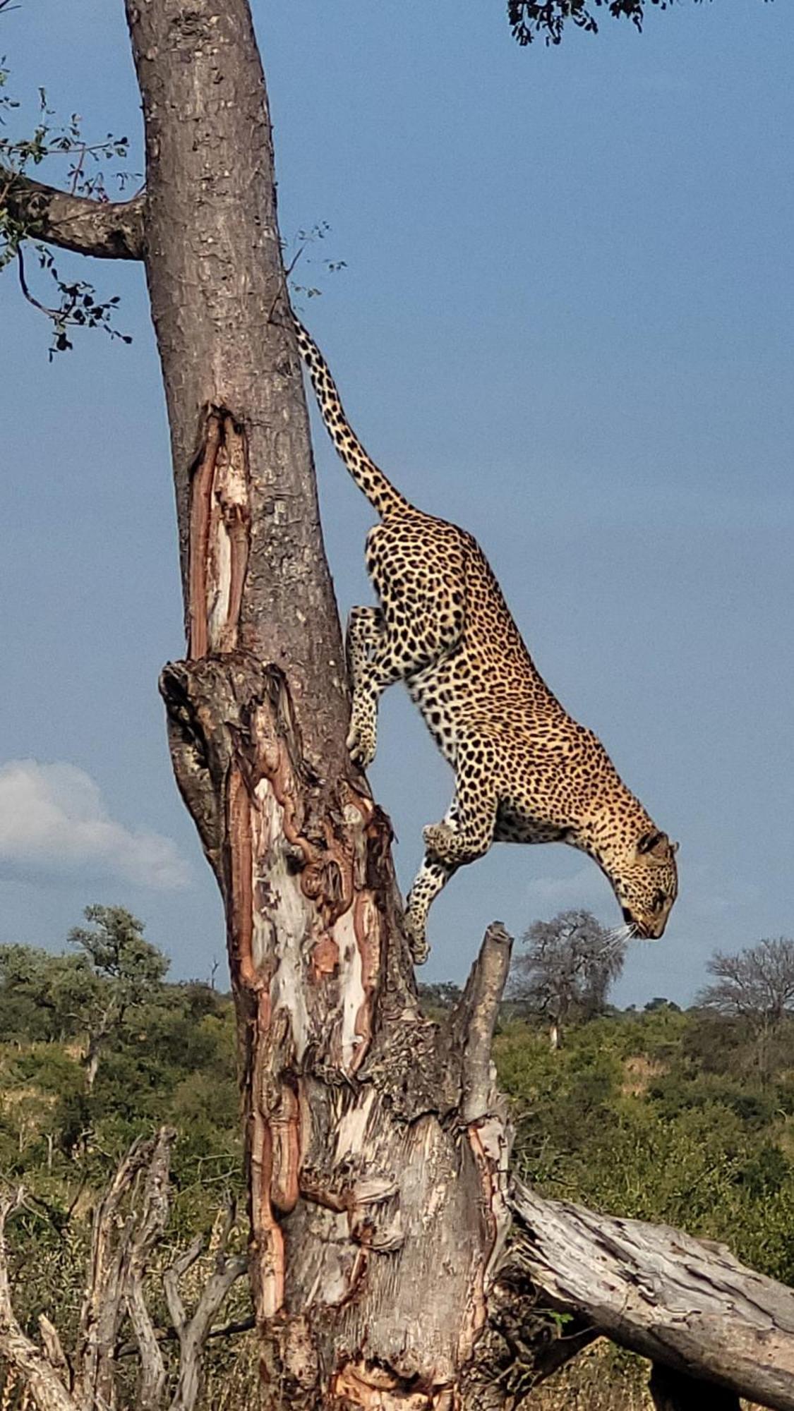 Naledi Lodges Balule Wildreservaat Buitenkant foto