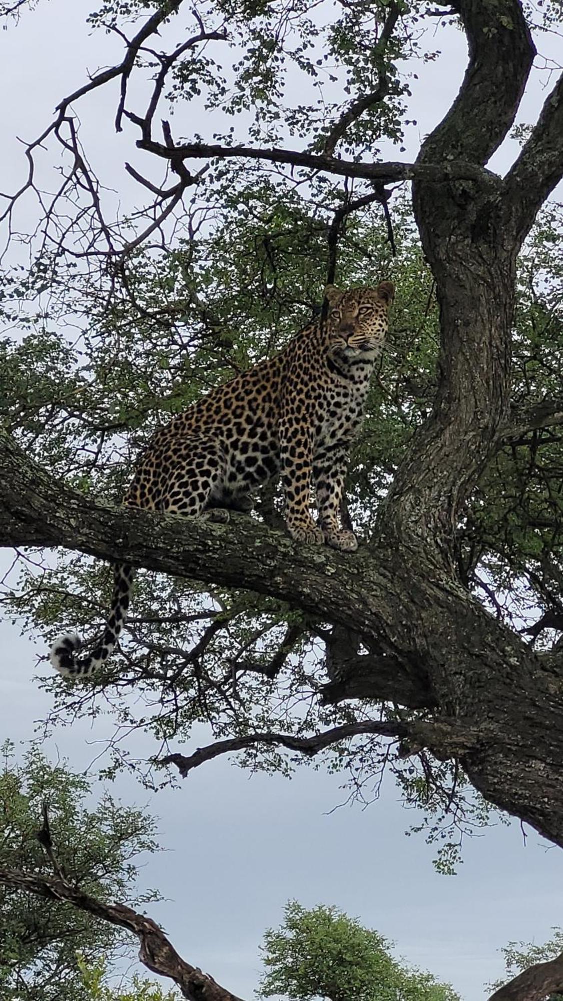 Naledi Lodges Balule Wildreservaat Buitenkant foto