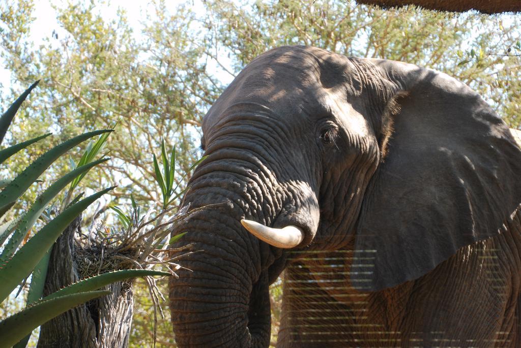 Naledi Lodges Balule Wildreservaat Buitenkant foto