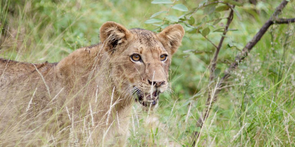 Naledi Lodges Balule Wildreservaat Buitenkant foto