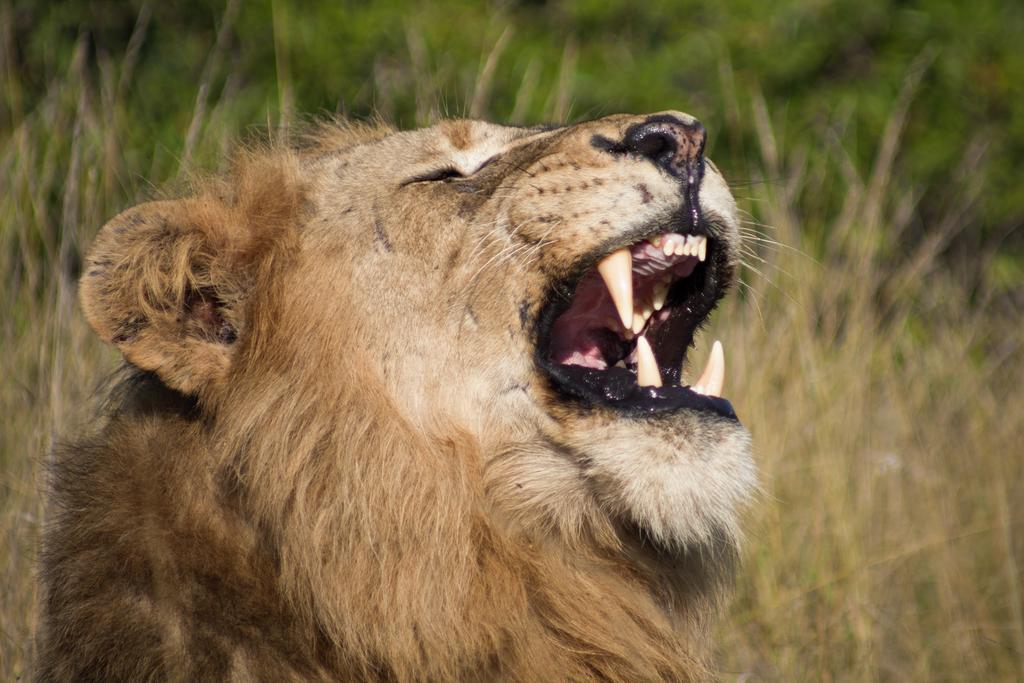 Naledi Lodges Balule Wildreservaat Buitenkant foto